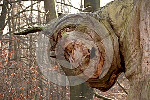 Dead, rotting oak with a bizarre branch in the Sababurg primeval forest
