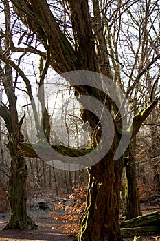 Dead, rotting oak with a bizarre horizontal branch in the Sababurg primeval forest