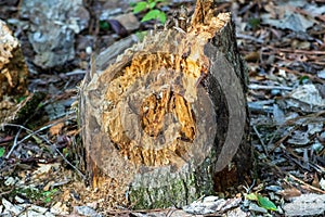 Dead rotting tree stump