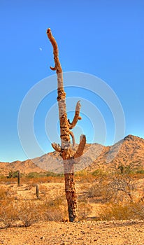 Dead Saguaro