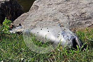 Dead salmon fish due to climate change