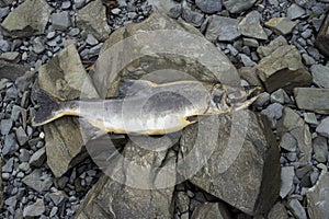 Dead Salmon On Shore