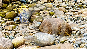 Dead Salmon on the shore of Hayward Lake after spawning in the Stave River