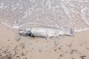 Dead salmon sturgeon fish lying on lake shore after spawning