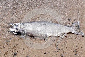 Dead salmon sturgeon fish lying on lake shore after spawning