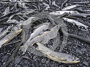 Dead salmons photo