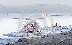 Dead Sea beach salt lump.