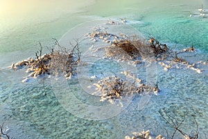 Dead Sea - Salt Covered Bushes at Dawn