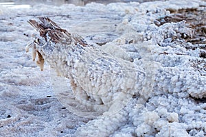 Dead Sea salt lump covered trunk stem.