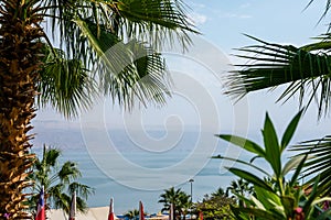 Dead Sea seashore with palm trees and mountains on background