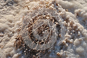 Dead Sea shore. Minerals and salt. Salt crystals at dawn.