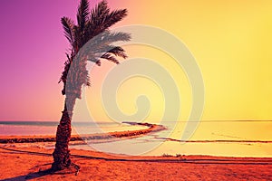 Dead Sea shore with palm tree