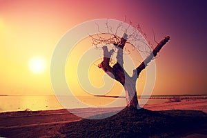 Dead sea shore at sunrise