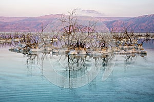 Dead Sea Trees in Israel photo