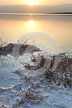 Dead Sea - Withered Bush at Dawn