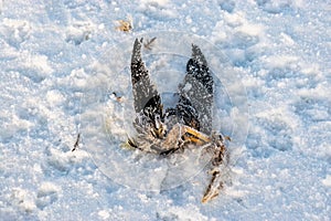 a dead seabird in the dunes, snow covers the bird's body, traces of a wild animal in the snow