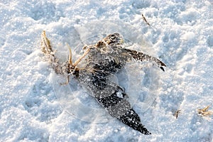 a dead seabird in the dunes, snow covers the bird's body, traces of a wild animal in the snow
