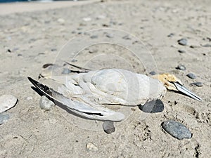 dead seabird (gannet / Morus bassanus)
