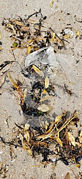 Dead seabird reminds amongst tide debris on the sand
