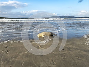 Dead seal lying on Narin beach by Portnoo - County Donegal, Ireland.
