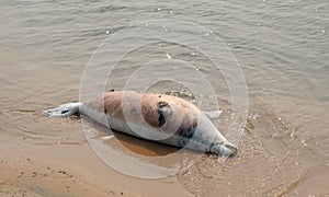 Dead seal on the shore of Lake Baikal.