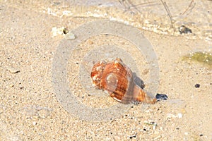 Dead seashell washed ashore