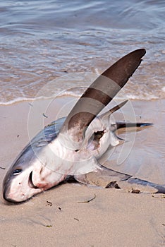 Dead shark on the beach