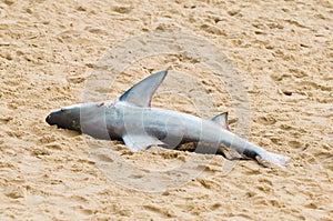 Dead shark on beach