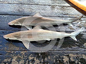 Dead Shark caught and killed by trawling