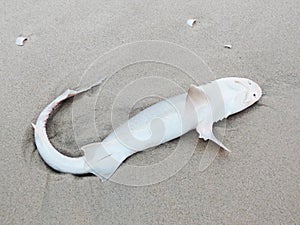Dead shark