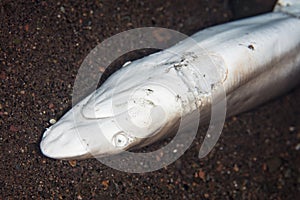 Dead Shark With Fins Cut Off