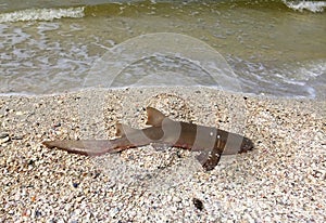 Dead shark on Fort Myers Beach photo