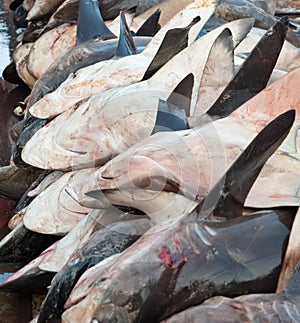 Dead sharks on a fish market