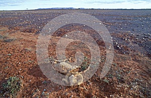 Dead sheep near Whitecliffs.