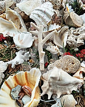 Dead shells leaving traces