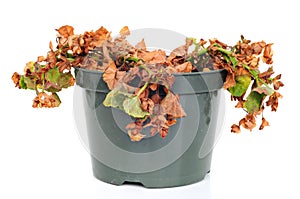 Dead and shriveled plant, in a plastic pot