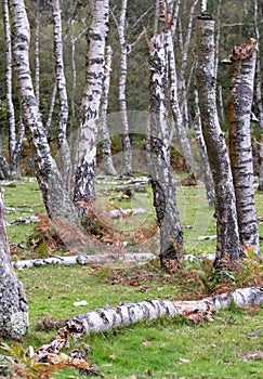 Dead silver birch trees in a dead forest in the New Forest, Hampshire, UK.