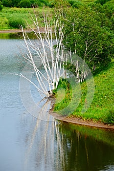 The dead silver birch trees in the water