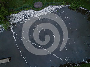 Dead Silver Carp Hypophthalmichthys molitrix