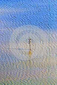 Dead single tree in the middle of the lake