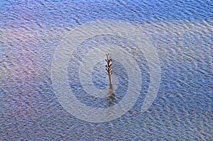 Dead single tree in the middle of the lake