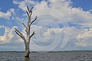 Dead single tree in the middle of the lake