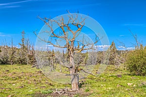 Dead snag in a field with blue sky