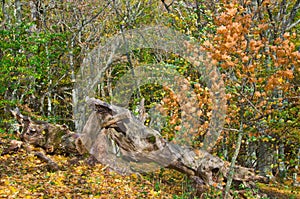 Dead snag in forest