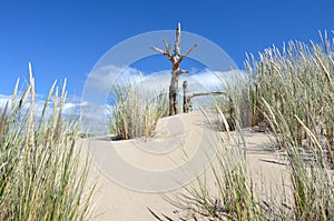 Dead Snag On Top Of Sand Dune