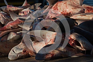 Dead snapper sharks