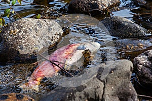 Dead Spawned Pacific Sockeye Salmon in Adams River