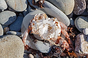 Dead spider crab on pebbles