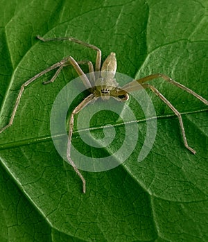 a dead spider stuck behind a leaf, an unknown spider. green foliage background that has fiber.