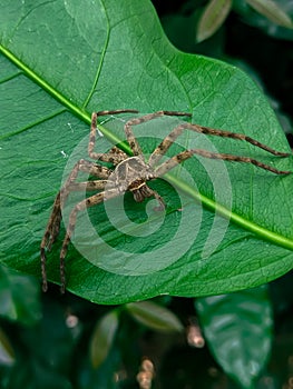 A dead spider stuck behind a leaf, an unknown spider. green foliage background that has fiber.